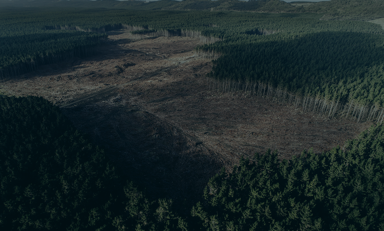 GOV-deforestation-card-background