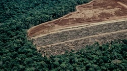 ICEYE Deforestation Solution - Press Release Webpage-1