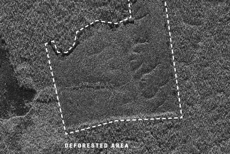 Application study - Monitor any forest in near real-time