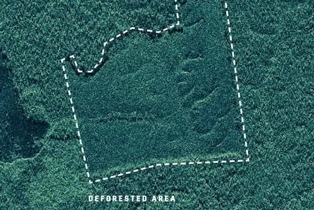 Application study - Monitor any forest in near real-time