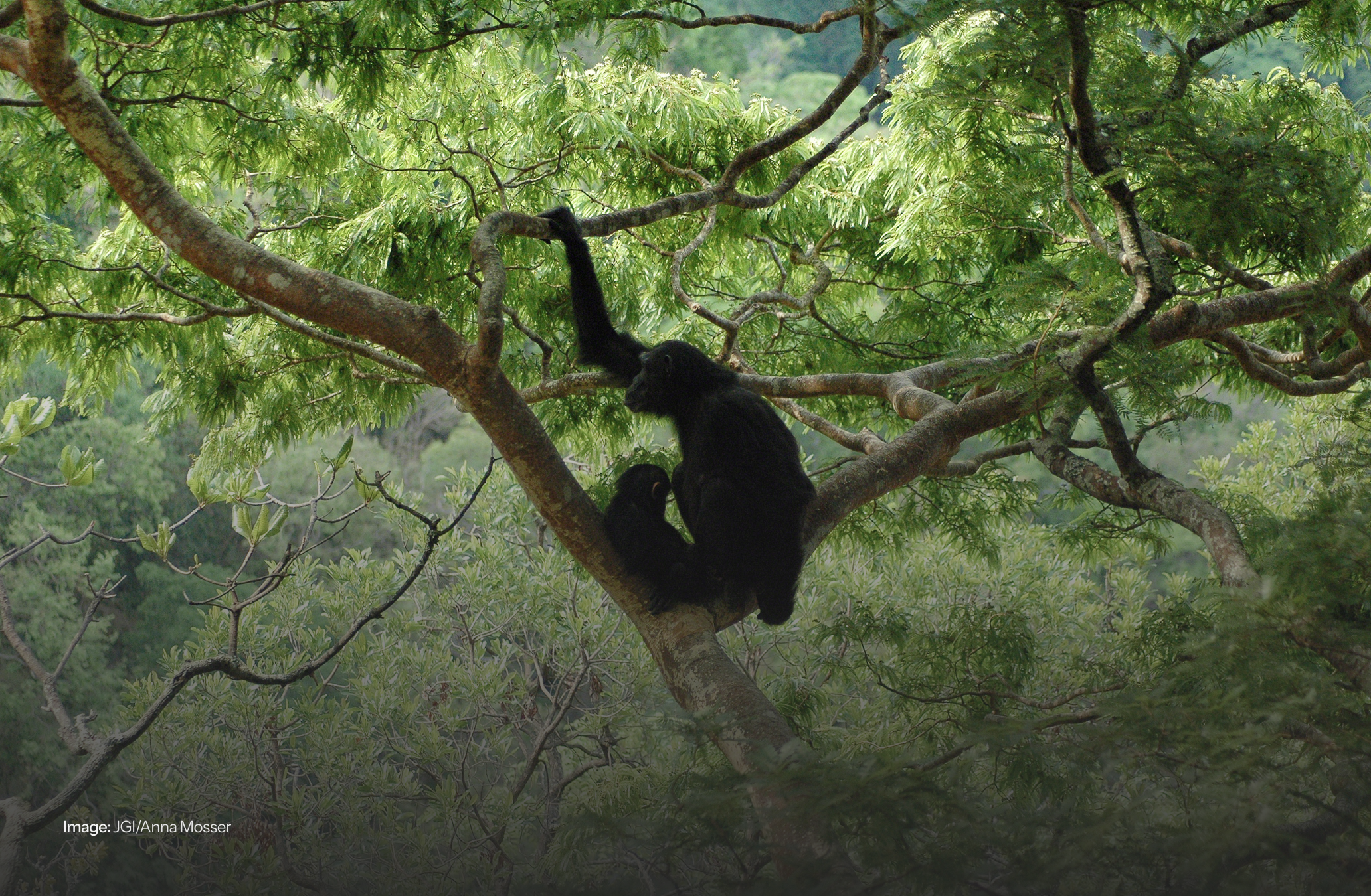 Jane Goodall Institute - Gombe