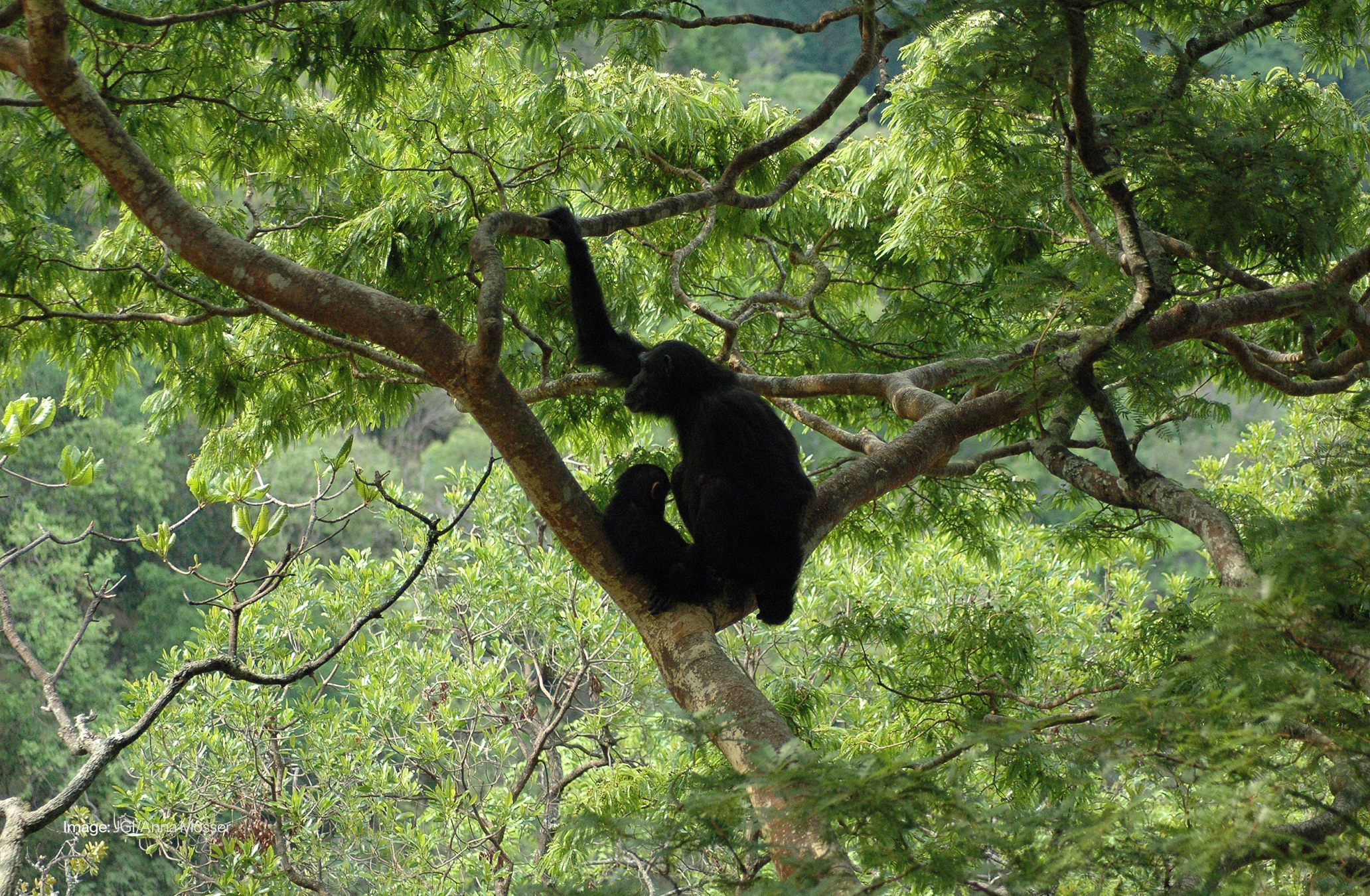 ICEYE x Jane Goodall Institute: Protecting Africa's great apes