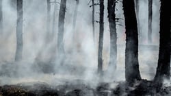 iceye-perils-wildfire