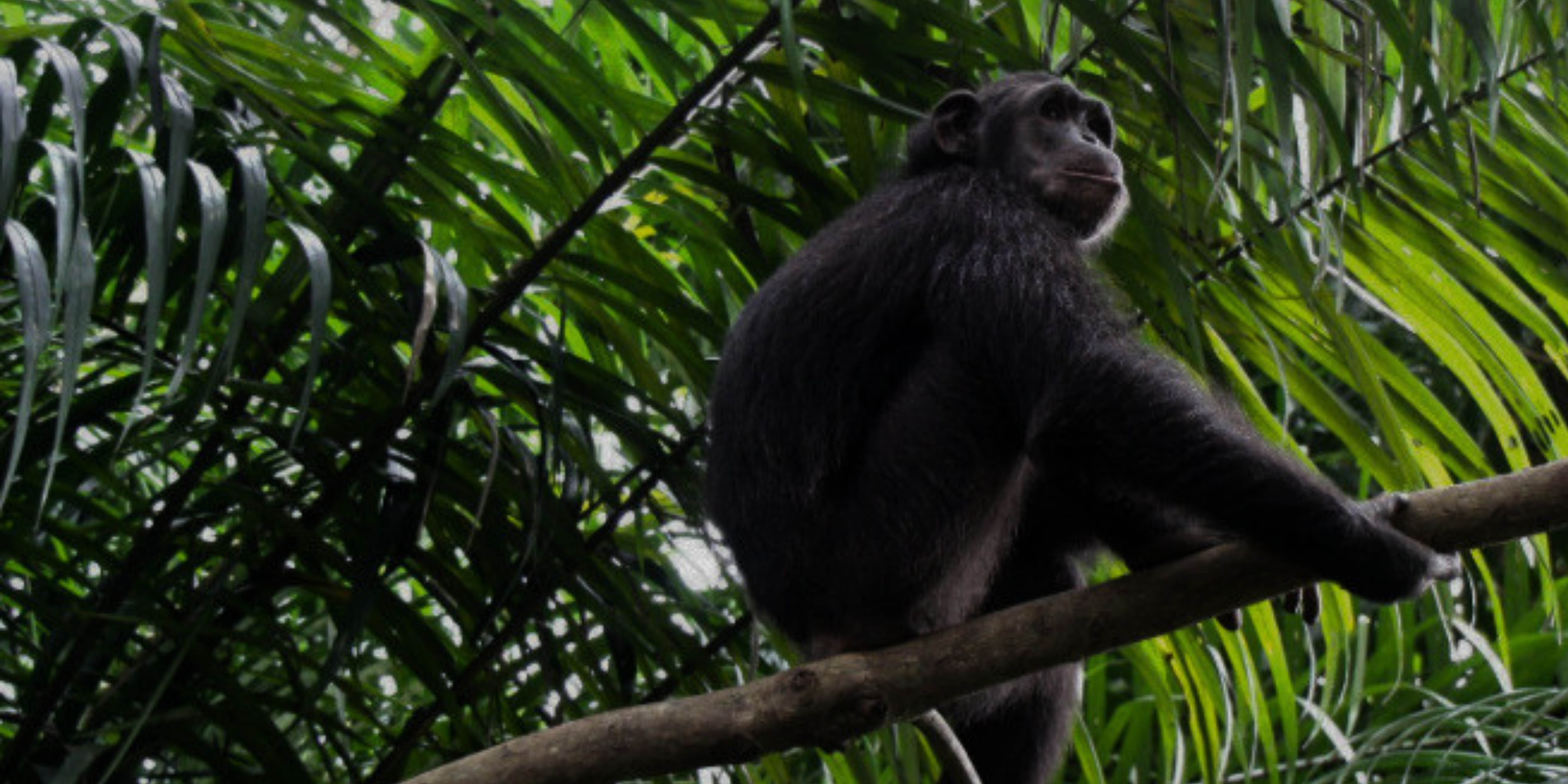 Jane Goodall Institute - chimpanzee