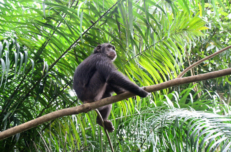 How the Jane Goodall Institute uses ICEYE SAR to protect ecosystems