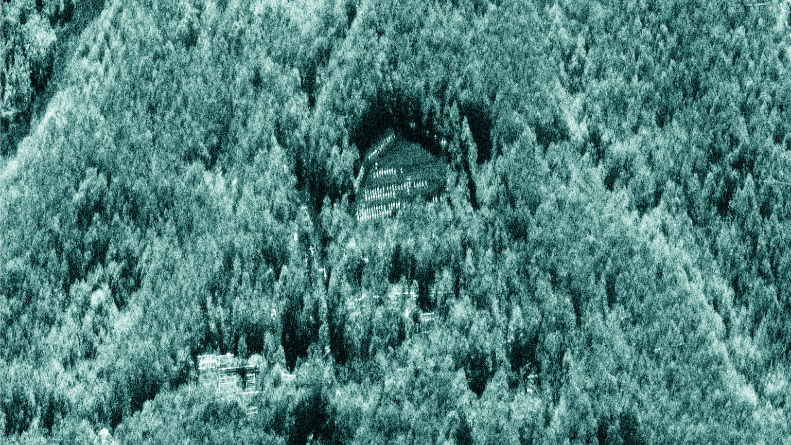 Dwell image forrest